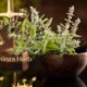 kinza herb