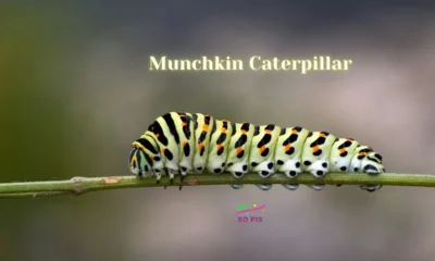 munchkin caterpillar