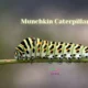 munchkin caterpillar