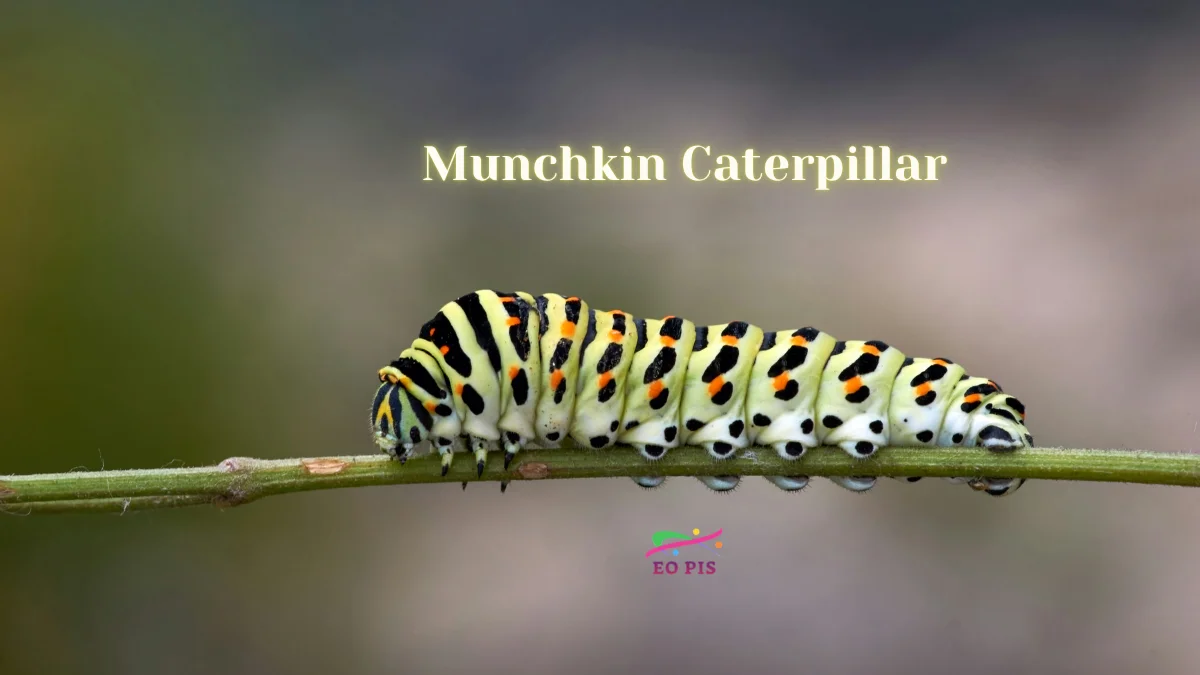 munchkin caterpillar