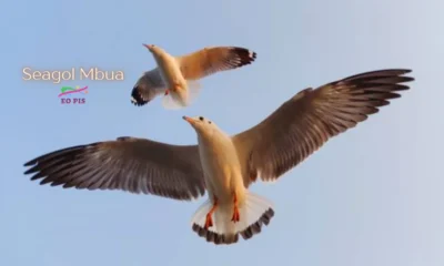 Seagol Mbua