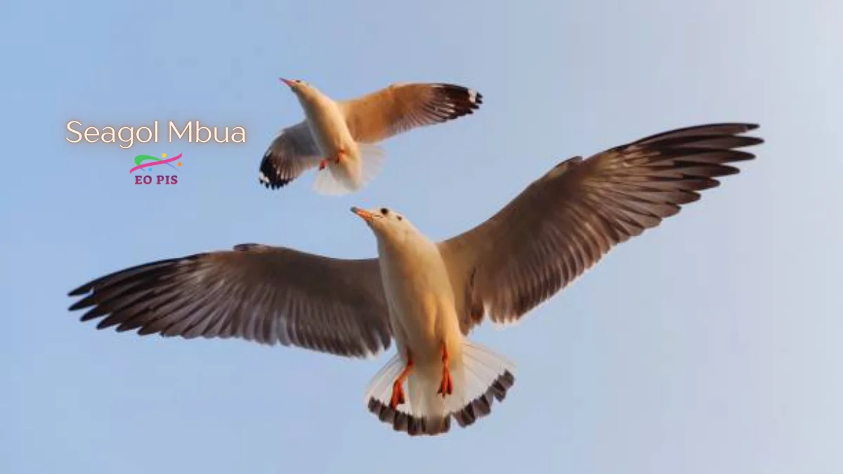 Seagol Mbua