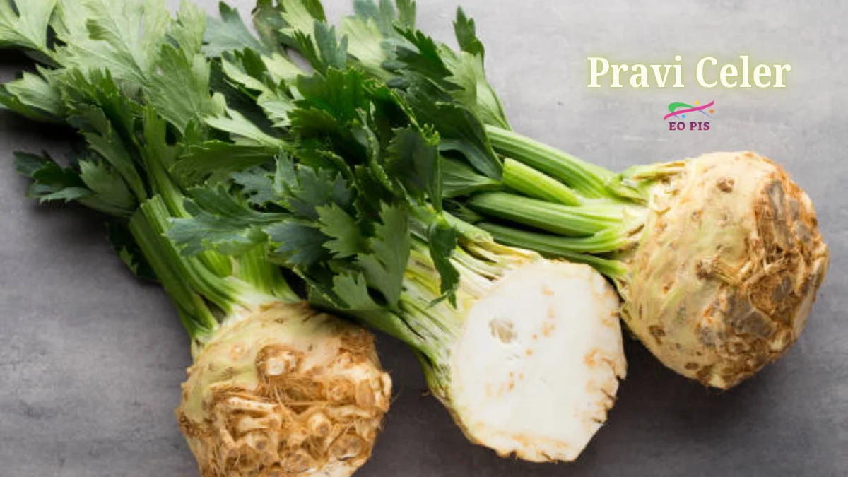 pravi celer