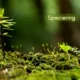 speciering